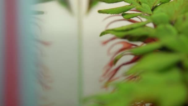 Betta Splendens Peixe Combate Siamês — Vídeo de Stock