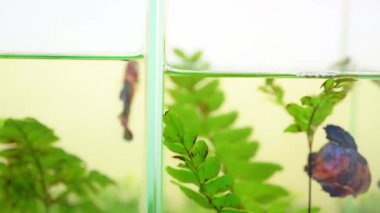 Betta splendens, Siyam mücadele balık