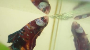 Betta splendens, Siyam mücadele balık