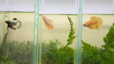 Betta splendens, Siyam mücadele balık