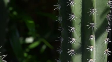 Sabah güneşli yeşil kaktüs bitkisi