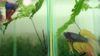 Betta splendens, Siyam mücadele balık