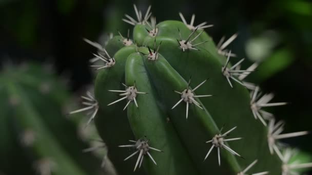 Grøn Kaktus Plante Med Solrigt Morgenen Scene – Stock-video