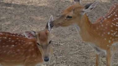 Yavaş çekim sahnesi, vahşi yaşamda aşk ile geyik içgüdüsü.