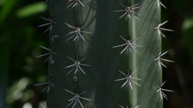 Sabah güneşli yeşil kaktüs bitkisi