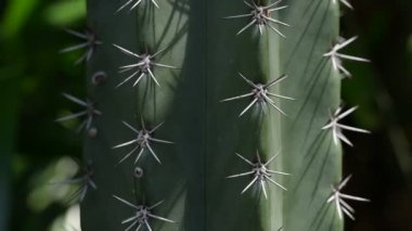 Sabah güneşli yeşil kaktüs bitkisi