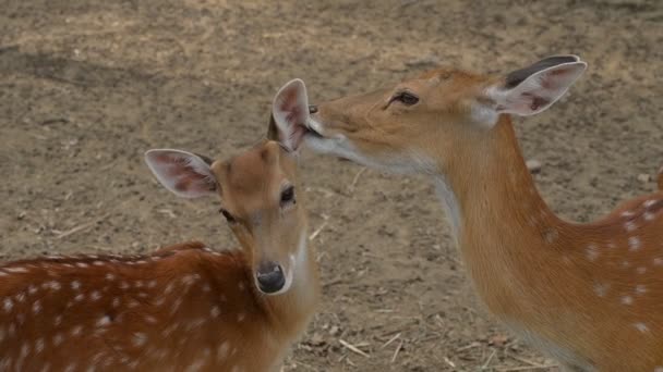 スローモーションのシーン愛を持った野生動物の鹿の本能 — ストック動画