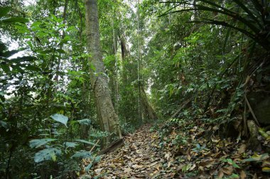 Sabah orman yolu