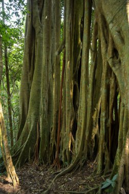Ormandaki banyan ağacı