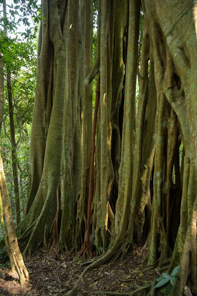 森林里的板岩树 — 图库照片