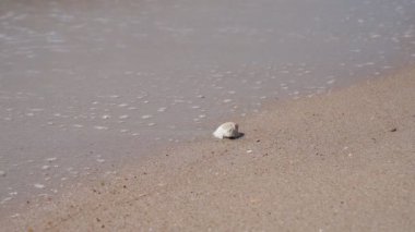 Ağır çekim sahnesi, deniz kıyısındaki kumsalda kabuk.