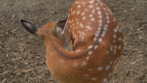 Slow Motion Scene Instinct Van Herten Het Wild — Stockvideo