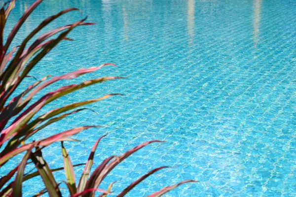 blue swimming pool with leaf tree, beautiful background