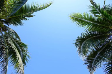 coconut trees on beach, natural background