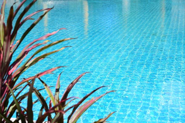 blue swimming pool with leaf tree, beautiful background