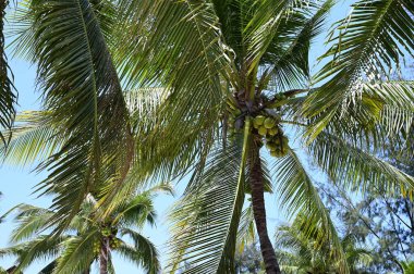 coconut trees on beach, natural background