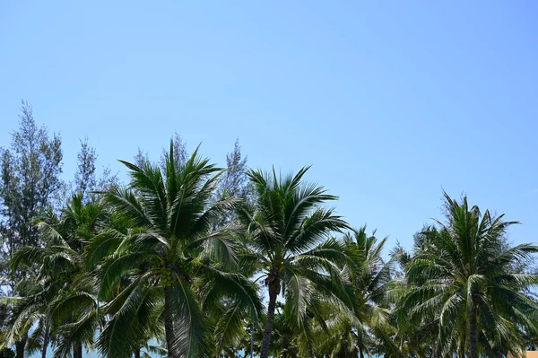 Coconut Trees Beach Natural Background — 图库照片