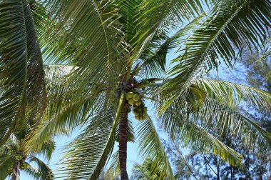 coconut trees on beach, natural background