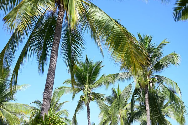 Coconut Trees Beach Natural Background — Stockfoto