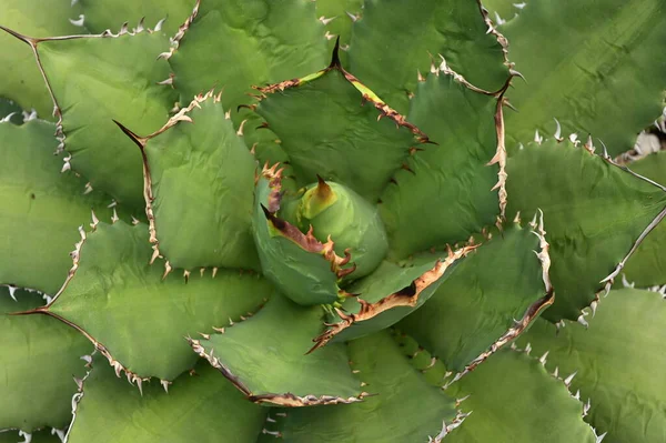 Bellissimo Cactus Giardino — Foto Stock