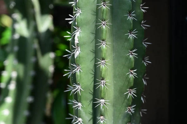 Gyönyörű Kaktuszok Kertben — Stock Fotó