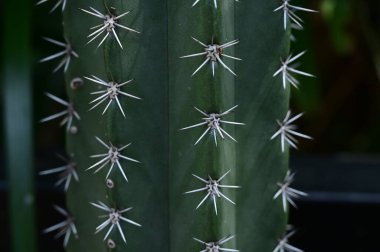Bahçedeki güzel kaktüs