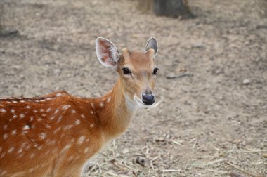 Hayvanat bahçesinde beyaz benekli geyikler