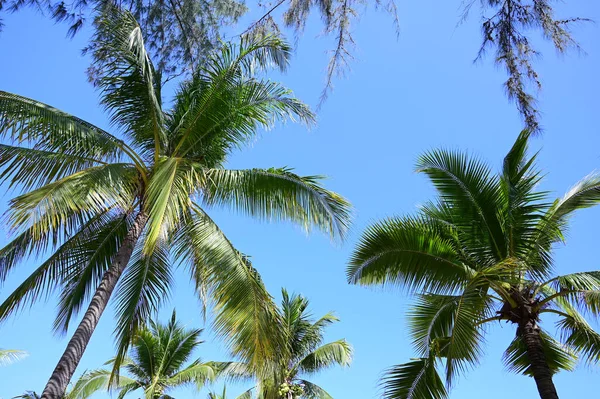 Coconut Trees Beach Natural Background — Fotografia de Stock