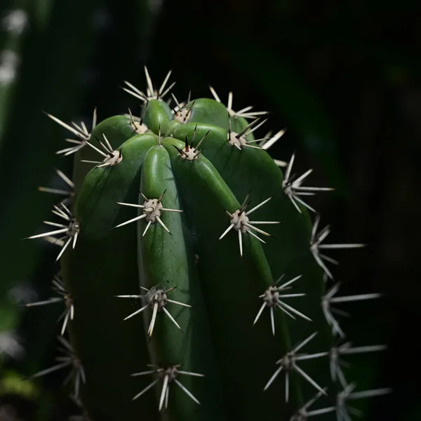 Beau Cactus Dans Jardin — Photo