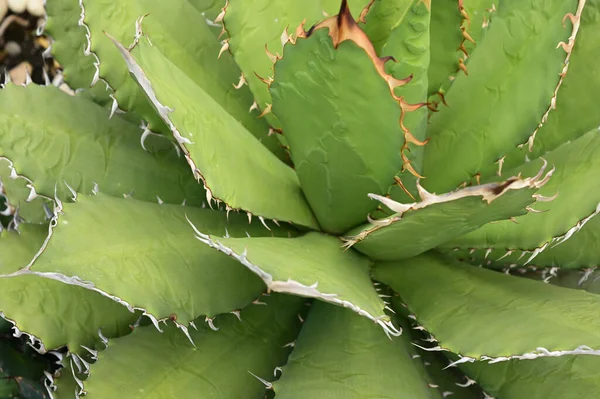 Vacker Kaktus Trädgården — Stockfoto