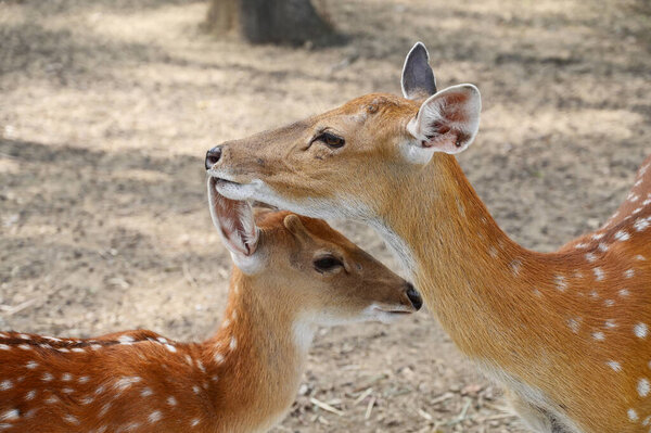 white spotted deers in the zoo