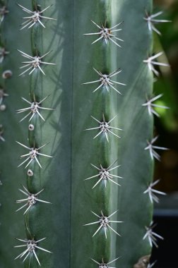 Bahçedeki güzel kaktüs
