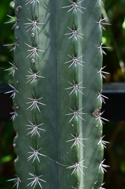 Bahçedeki güzel kaktüs