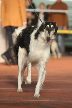 Yürüyen Köpek