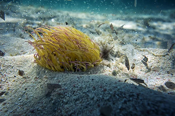 Красивое морское существо — стоковое фото