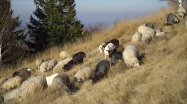 Sonbahar Çayırında Koyun Otlağı