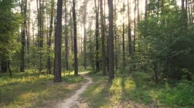 Peri orman puslu akşam güneş Dolly vurdu