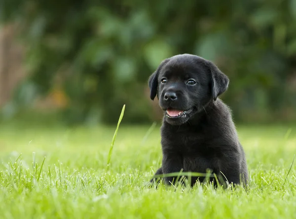 Cachorrinho labrador preto — Fotografia de Stock