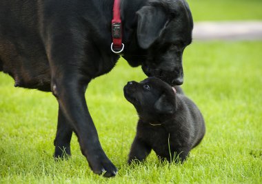 Labrador puppy with motyer