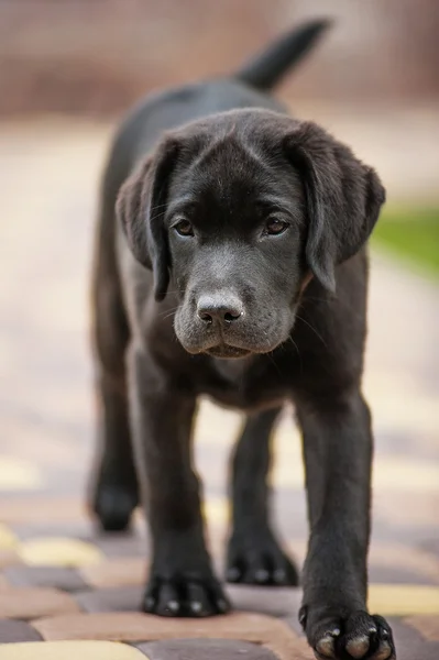 Cãozinho Labrador — Fotografia de Stock