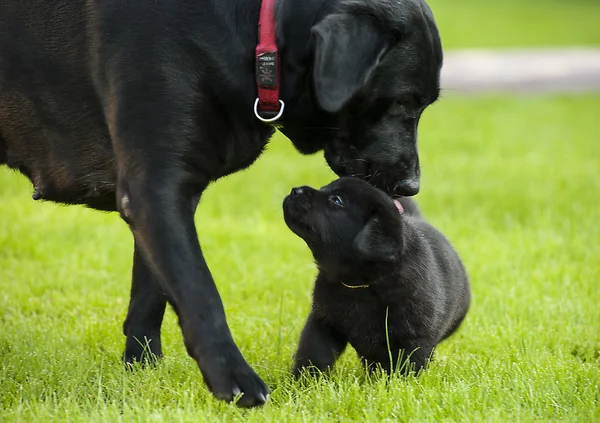 Labrador puppy with motyer — ストック写真