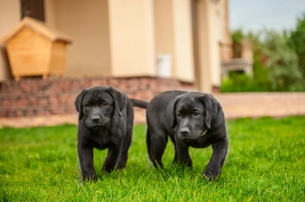 Cachorros labrador — Fotografia de Stock