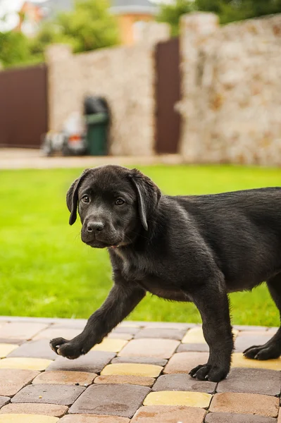 Cachorros labrador — Fotografia de Stock