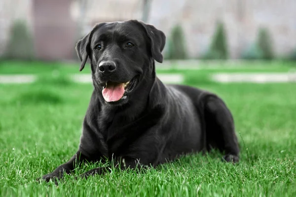 Black labrador retriever lies on the grass Stock Kép