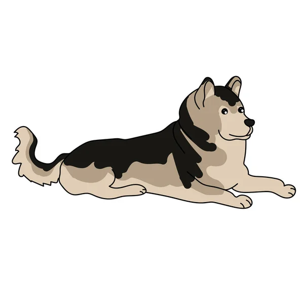Perro Raza Alaska Malamute Mascota Leal Con Capa Esponjosa Vector — Vector de stock