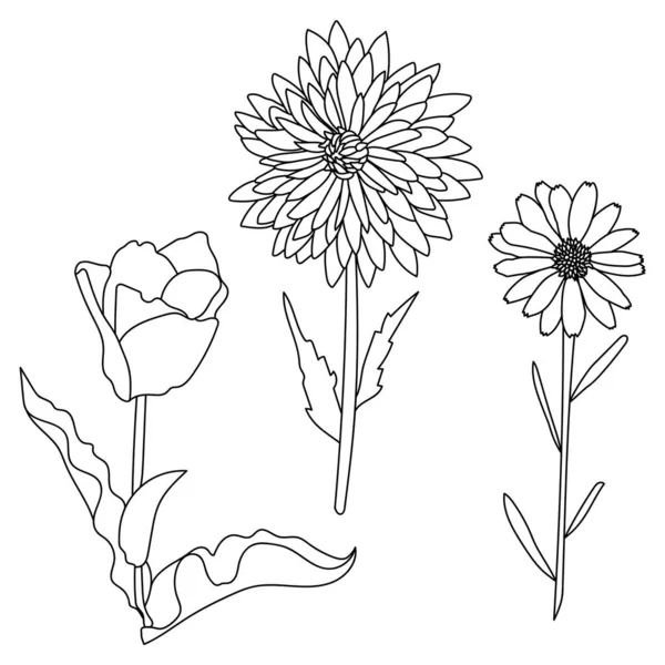Conjunto Flores Contorno Varios Tipos Plantas Con Flores Con Hojas — Archivo Imágenes Vectoriales