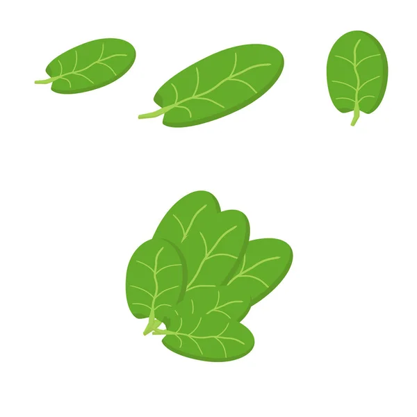 Set Spinach Leaves Flat Style Green Single Leaves Different Sizes — 图库矢量图片