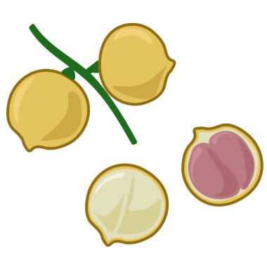 Birmanya üzümleri tam ve yarım, bir dal üzerinde egzotik bacorea meyvesi ve vektör illüstrasyonunu kes