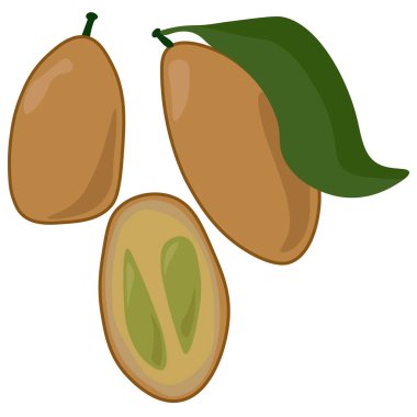 Koyu renkli egzotik meyveler parlak tohumlar, sulu büyük yapraklı Clausena bitkisi ve küçük meyve vektör illüstrasyonu.