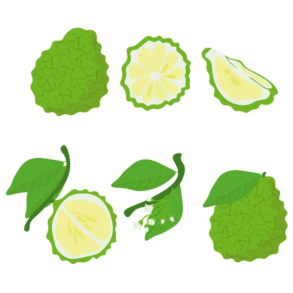 Bergamot集合 绿色柑橘类水果整体和一半 叶和花矢量插图 — 图库矢量图片